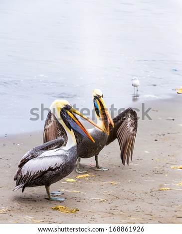 Pelicans on Ballestas Islands,Peru  South America in Paracas National park.Flora and fauna
