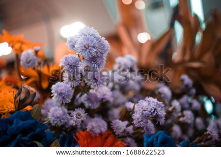 Dark night purple chrysanthemum flowers