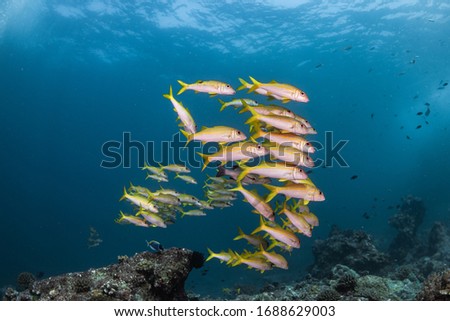 Shoal of Yellow and White Fish, Similan Thailand