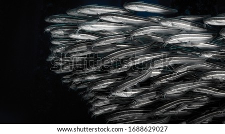 Schooling of striped eel catfish