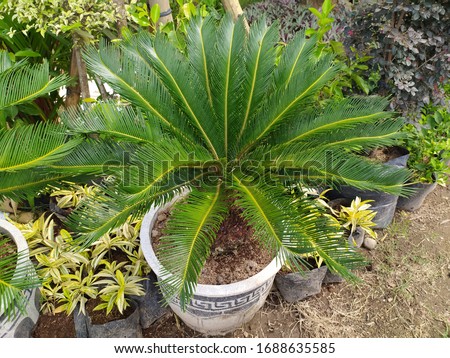 Cycas rumphii, commonly known as queen sago or the queen sago palm, is a dioecious gymnosperm, a species of cycad in the genus Cycas native to Indonesia, New Guinea and Christmas Island. Royalty-Free Stock Photo #1688635585