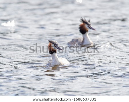 A male and female Great Crested Grebe (Podiceps cristatus) swimming on Crime Lake, Daisy Nook, whilst fishing after performing a courtship dance.