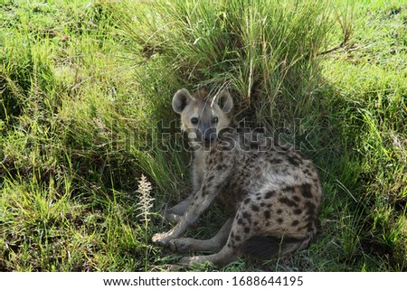 a spotted hyena lies relaxed and attentive in the midday heat in the shade of a green bush