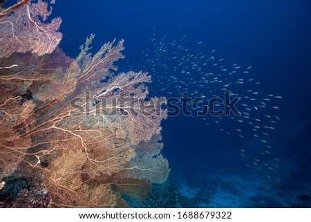 Nice sea fan and soft coral in South Maldives