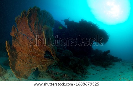 Sea fan and soft coral in Komodo, Indonesia