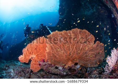 Nice sea fan with diver in Similan, Thailand