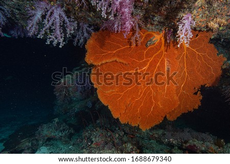 Nice sea fan and soft coral in Similan, Thailand