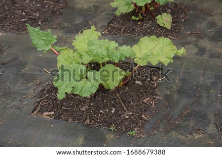 Home Grown Organic Spring Rhubarb Plant (Rheum x hybridum 'Timperley Early') Surrounded by Weed Suppressant Fabric in a Vegetable Garden in Rural Devon, England, UK Royalty-Free Stock Photo #1688679388