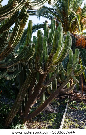 A large cactus in a web at sunset on the island of Tenerife in Spain