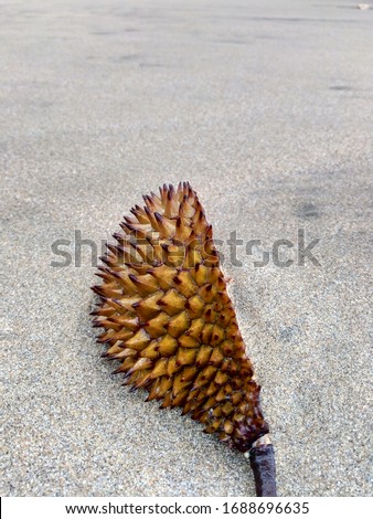 Lahia Hassk skin (Durio zibethinus
L, durian, duren, stinky fruit) with natural background. This photo also good for framework, quote, background, wallpaper, artwork or another project.