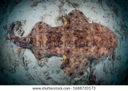 Ornate wobbegong shark (Orectolobus ornatus)