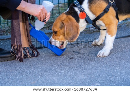 Beagle drinking water from plastic blue and white bottle