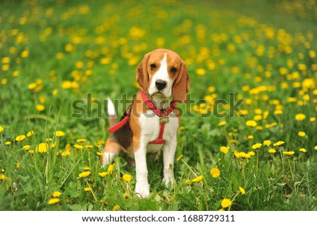 Dog portrait back lit background. Beagle with tongue out in grass during sunset in fields countryside.