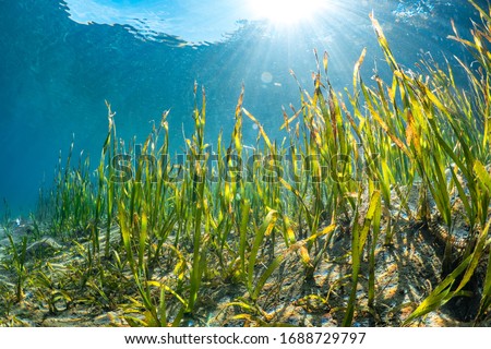 Sun rays shine through sea grass in the shallows