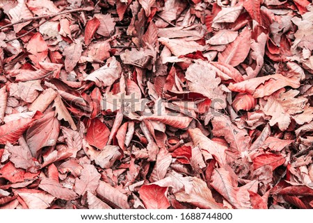 red fallen dry foliage from trees in the forest