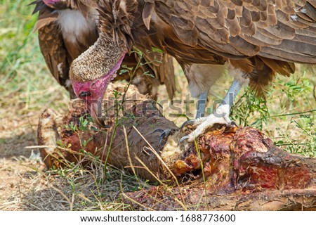 Lappet Faced Vulture scavenging off a giraffe leg