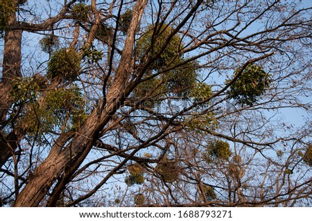Tall trees in mistletoe on a background of blue sky in spring