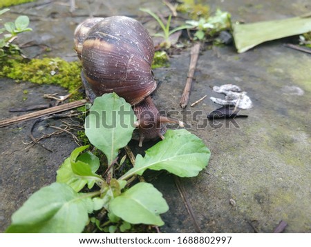 Domestic Snail  eating leaf on the ground take picture from the front