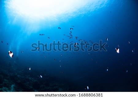 School of butterfly fish in ocean