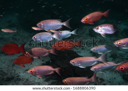 School Bigeye fish on coral reef in ocean