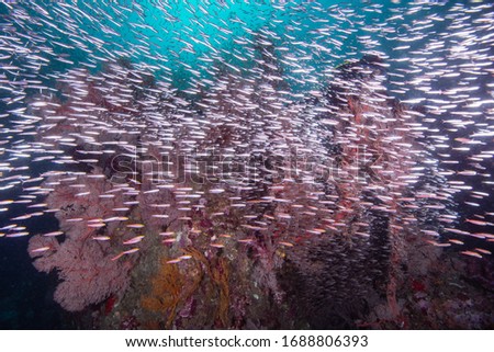 Group of glass fish on a coral reef underwater with a blue water background