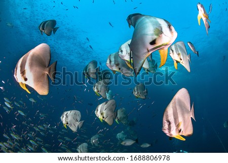 School Bat fish on coral reef in ocean