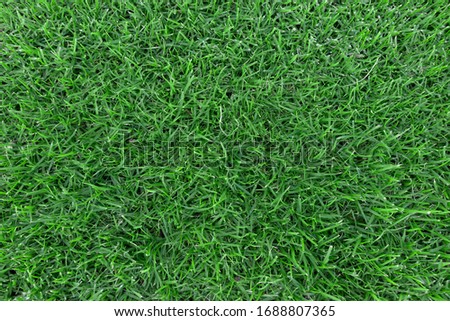 Bright green grass in medium light, soft shades.