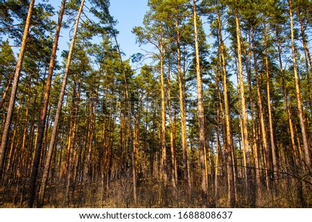 Pine forest on a sunny day against the blue sky without clouds