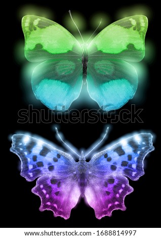 two colored butterflies isolated on a black background
