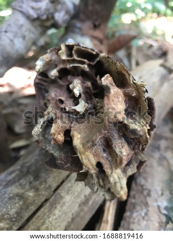 Abandoned wood craft by termites