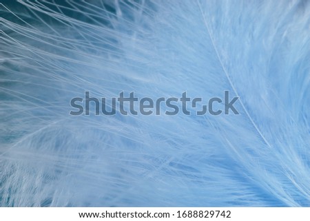 Close up Beautiful blue trends bird  feather pattern texture background. Macro photography view.