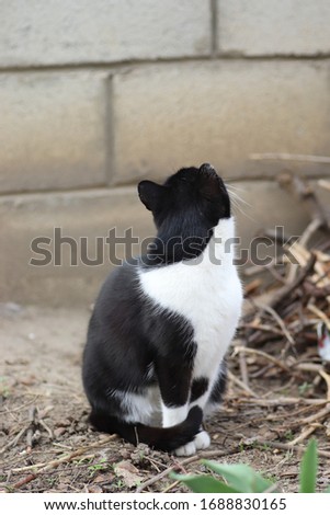 portrait of a black and white cat on a sunny day