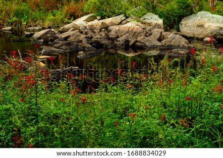 Cardinal flowers, Lobelia cardinalis, blooming in August at Stewart Creek in the Adirondack Forest Preserve in New York State Royalty-Free Stock Photo #1688834029