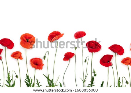 
Flowers red poppies ( corn poppy, corn rose, field poppy ) on a white background with space for text. Top view, flat lay