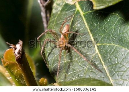 France, Europe, Macro of a spider posed on a leaf
