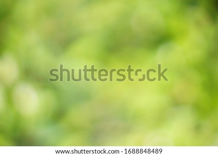 Pictures blurring the green background of trees in the morning garden