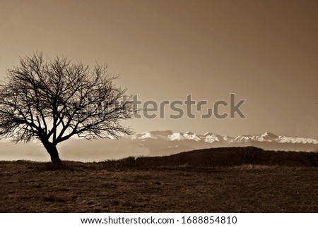 silhouette of tree with white mountains in background in sepia tone