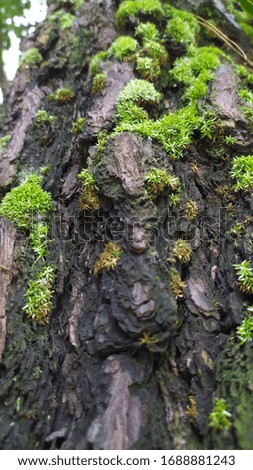 pine bark, moss on the bark of the Fir tree