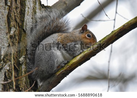 Grey Squirrel Close up, Dublin, March 2020