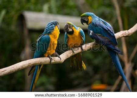 Yellow-billed macaw (Ara ararauna) in Yungas, Coroico, Bolivia