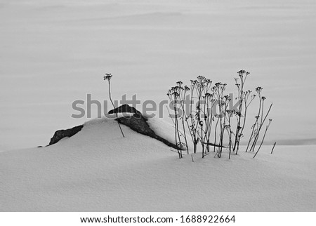 A minimalistic black and white photograph of a blade of grass growing separately, like an allegory of loneliness in a society of its kind