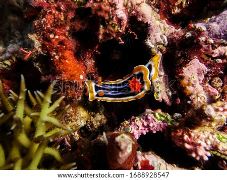 colorful macro picture of nudibranche
