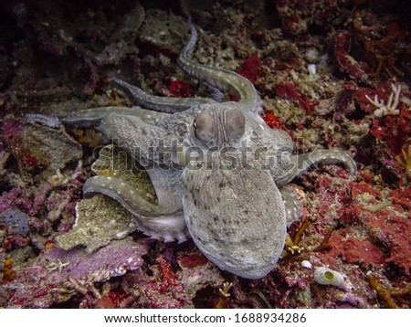 reef octopus Indonesian ocean reef