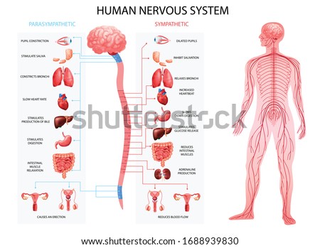 Human body nervous system sympathetic parasympathetic charts with realistic  organs depiction and anatomical terminology vector illustration  Royalty-Free Stock Photo #1688939830