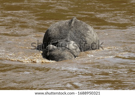 a portrait of the elephant crossing the brown waters of the Mara River