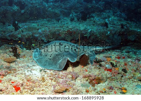 Black-blotched Stingray (Taeniurops Meyeni - aka Black-spotted Stingray, Blotched Fantail Ray, Fantail Stingray, Round Ribbontail Ray) Lying on Reef, Guraidhoo Corner, South Male Atoll, Maldives