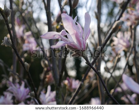 Flower of the star magnolia (Magnolia stellata) with sunlight in the back.