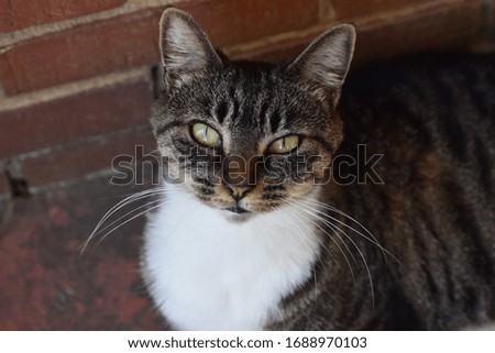 green eyed cat looking at photographer