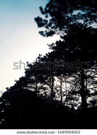 Trees that was shot backlit in the forest and nature