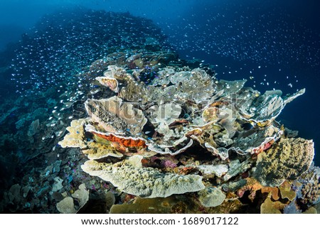Pristine hard coral covers coral reef system 